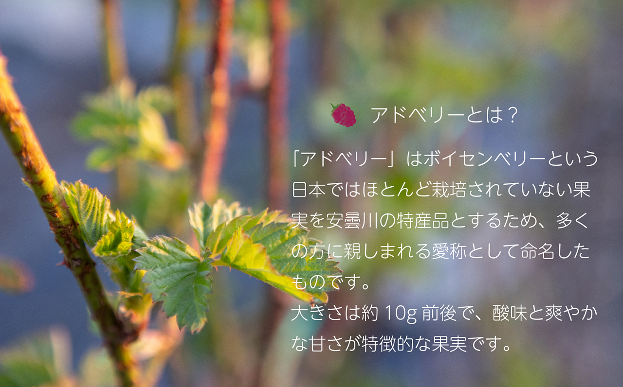 ●アドベリーとは？
			「アドベリー」はボイセンベリーという日本ではほとんど栽培されていない果実を安曇川の特産品とするため、多くの方に親しまれる愛称として命名したものです。
			大きさは約10g前後で、酸味と爽やかな甘さが特徴的な果実です。
			生果実はとてもデリケート（1～2日で傷む）で収穫時期（6月中旬～7月上旬）と短期間で生産量が限られているため、市場に出回ることがほとんどありません。
			そのことから「幻のべりー」とも言われています。
